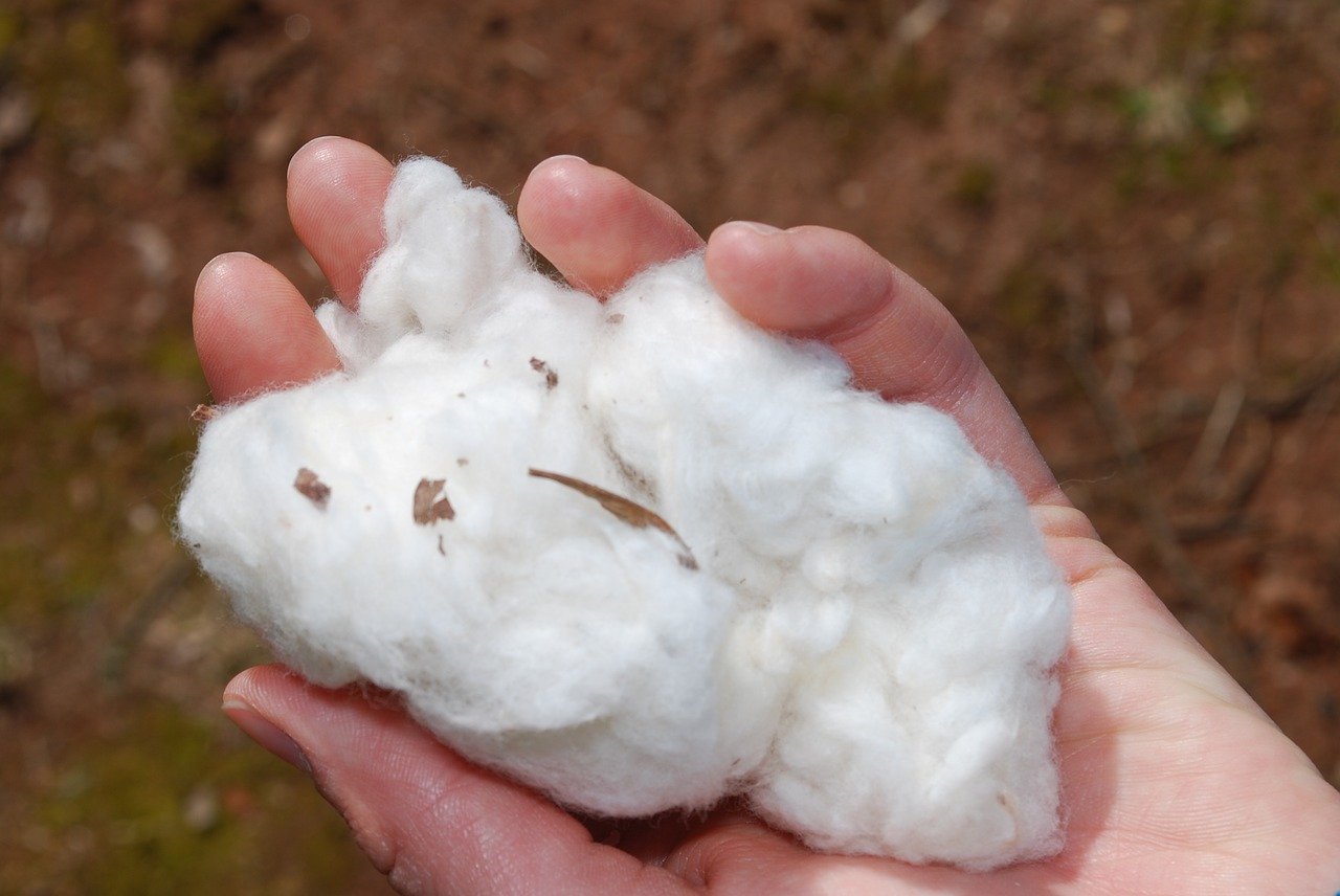 Cotton in hand